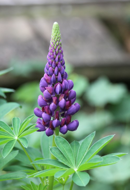 Purple Lupine